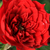 Roșu - Trandafiri miniatur - pitici - Detroit